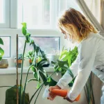 entretien-de-maison-3-plantes-qui-rafraichiront-votre-interieur