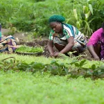 transition-verte-et-creation-d-emplois-un-montant-record-de-11-5-milliards-de-dollars-deja-investi-en-afrique