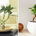 deco-5-plantes-porte-bonheur-a-avoir-chez-soi-pour-attirer-la-chance