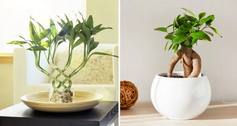 deco-5-plantes-porte-bonheur-a-avoir-chez-soi-pour-attirer-la-chance
