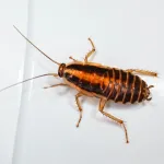 entretien-de-maison-4-erreurs-a-ne-jamais-faire-pour-ne-pas-attirer-les-cafards