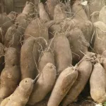 toumodi-le-village-de-djangomenou-celebre-la-nouvelle-igname-en-pronant-la-cohesion