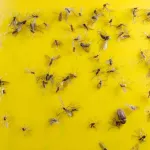 moucherons-5-astuces-pour-stopper-l-invasion-dans-la-cuisine-ou-maison