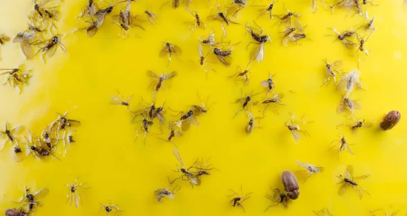 moucherons-5-astuces-pour-stopper-l-invasion-dans-la-cuisine-ou-maison