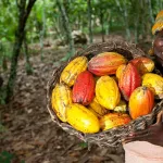 revolution-dans-la-filiere-cafe-cacao-la-cote-d-ivoire-se-dote-d-un-systeme-de-tracabilite