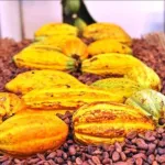 croissance-economique-le-gouvernement-lance-un-systeme-national-de-tracabilite-pour-le-cafe-et-le-cacao