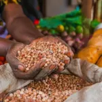 securite-alimentaire-le-representant-de-la-fao-alerte-et-propose-des-solutions-face-au-changement-climatique