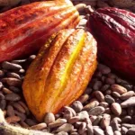 cafe-cacao-lancement-du-projet-pour-la-durabilite-et-la-bonne-gouvernance-du-cacao-prevu-ce-jeudi-a-abidjan