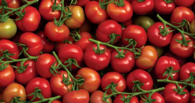tomates-5-erreurs-frequentes-qui-reduisent-leur-gout-et-leurs-vertus