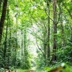 daoukro-3500-arbres-plantes-dans-les-deux-berges-du-canal