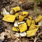 astuce-secrete-des-jardiniers-la-peau-de-banane-un-fertilisant-naturel-miraculeux