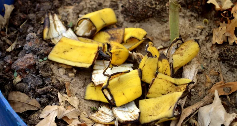 astuce-secrete-des-jardiniers-la-peau-de-banane-un-fertilisant-naturel-miraculeux