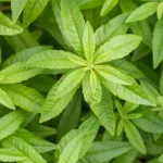 la-verveine-quelques-bienfaits-en-infusion-de-cette-plante