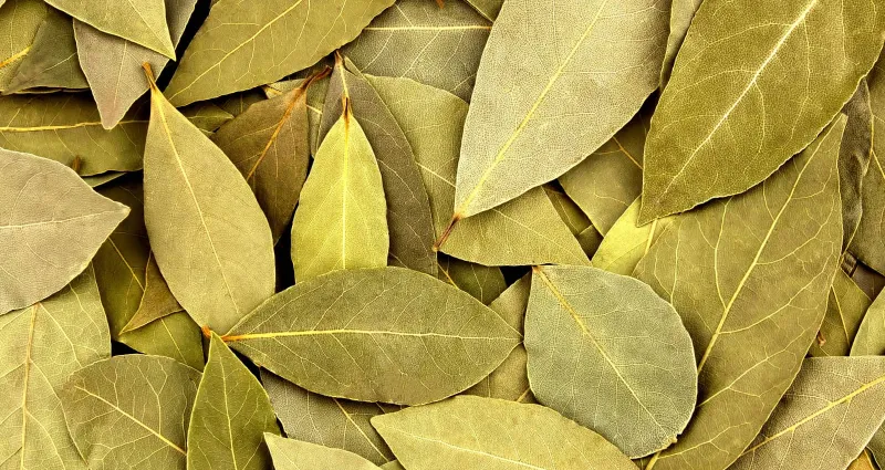 revelation-etonnante-la-feuille-de-laurier-l-astuce-secrete-pour-un-refrigerateur-frais-et-parfume