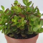 astuce-incroyable-la-methode-secrete-pour-faire-fleurir-votre-arbre-d-argent-et-attirer-l-abondance