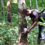 sara-2023-l-installation-de-15-nouvelles-usines-d-hevea-pour-soutenir-la-production-nationale-prevue-avant-2025