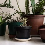 sauvez-votre-plante-en-3-etapes-faciles-un-guide-complet-pour-un-jardin-revigore