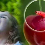 dites-adieu-aux-vers-dans-vos-cerises-astuces-efficaces
