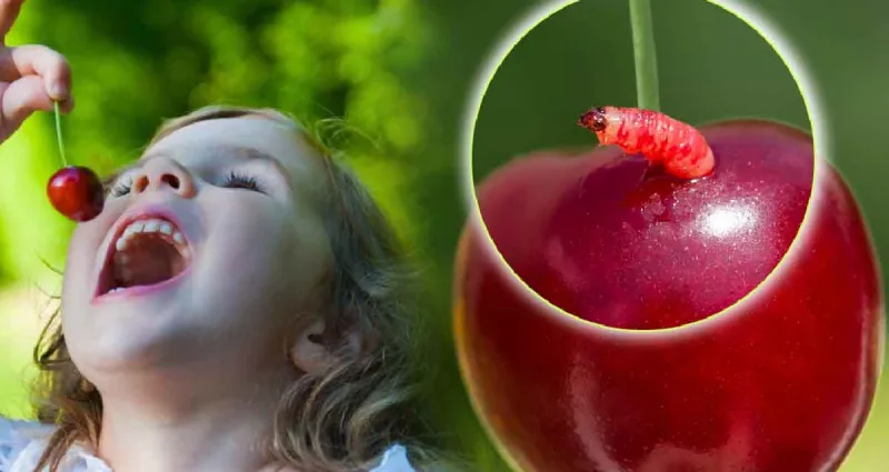 dites-adieu-aux-vers-dans-vos-cerises-astuces-efficaces
