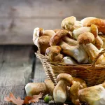 champignons-6-astuces-incontournables-pour-les-conserver-pour-toujours