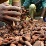 cote-d-ivoire-une-usine-de-transformation-de-cacao-bientot-construite-a-duekoue