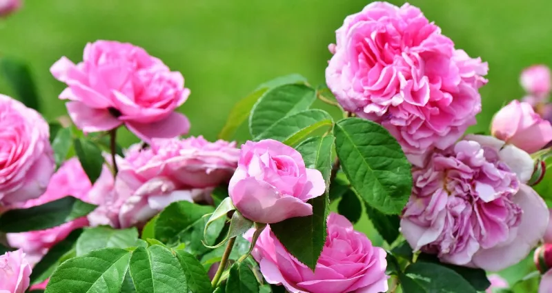 jardin-les-astuces-secretes-des-jardiniers-pour-des-rosiers-sublimes