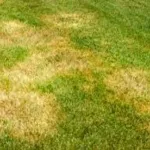 la-magie-du-papier-toilette-l-astuce-secrete-pour-une-pelouse-luxuriante-en-3-jours