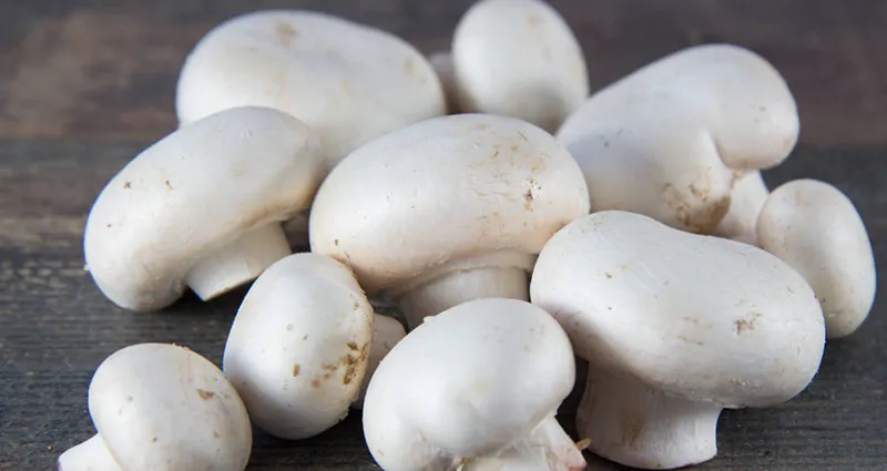 champignon-de-paris-la-revelation-sur-les-champignons-de-paris-que-vous-devez-absolument-connaitre