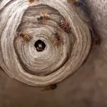 nid-de-guepe-la-solution-magique-pour-repousser-les-guepes-et-frelons