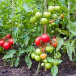 tomates-4-secrets-pour-faire-murir-des-tomates-vertes-en-un-clin-d-oeil