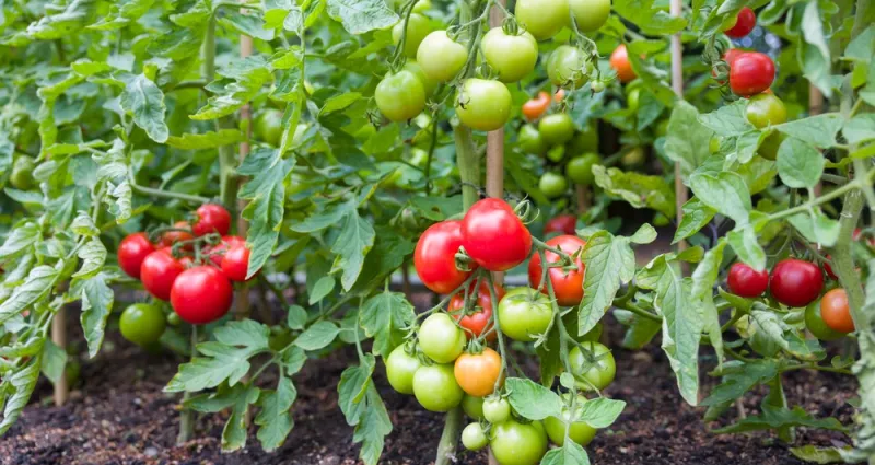 tomates-4-secrets-pour-faire-murir-des-tomates-vertes-en-un-clin-d-oeil