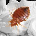 punaises-de-lit-4-astuces-pour-protegez-votre-matelas