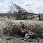 alerte-climatique-la-cote-d-ivoire-visee-par-le-phenomene-d-el-nino-voici-les-impacts-potentiels