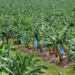 filiere-banane-les-producteurs-et-exportateurs-demandent-l-equilibre-des-relations-commerciales
