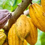 identification-des-agriculteurs-plus-50-agents-formes-a-la-cartographie-des-parcelles-des-producteurs-cafe-cacao