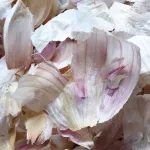les-epluchures-d-ail-ces-secrets-incroyables-que-vous-devez-connaitre