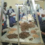 cote-d-ivoire-alerte-sur-les-pires-formes-de-menaces-dans-la-production-et-la-transformation-de-l-anacarde