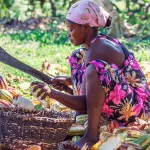 recolte-du-cacao-la-cote-d-ivoire-prevoit-une-baisse-de-20-cette-saison