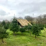 fete-de-fin-d-annee-en-allemangne-un-parc-transforme-en-de-jardin-de-noel-pour-rester-connecte-a-la-nature
