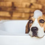 soin-des-animaux-le-secret-infaillible-pour-eliminer-l-odeur-de-chien-en-un-clin-d-oeil