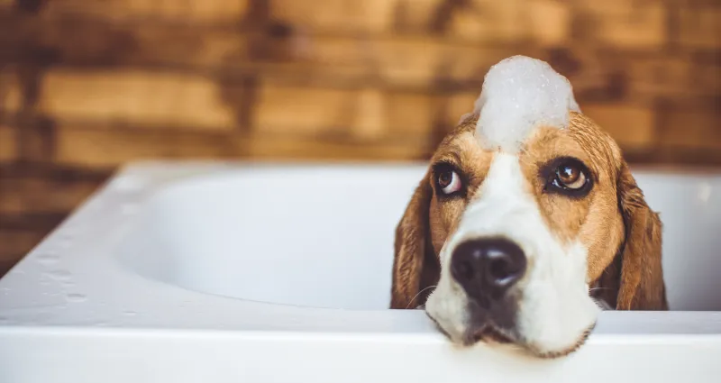 soin-des-animaux-le-secret-infaillible-pour-eliminer-l-odeur-de-chien-en-un-clin-d-oeil
