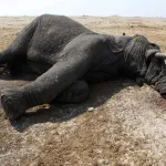 changement-climatique-plus-de-100-elephants-meurent-assoiffes-au-zimbabwe