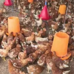 fete-de-fin-d-annee-le-gouvernement-installe-un-nouveau-dispositif-de-controle-des-denrees-animales