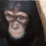 cote-d-ivoire-3-bebes-chimpanzes-saisis-et-2-personnes-interpellees-condamnees-a-3-mois-de-prison