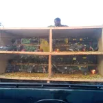 cote-d-ivoire-d-importants-reseaux-de-trafiquants-d-especes-protegees-demanteles-en-2023