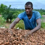pourquoi-le-prix-du-cacao-est-a-2730-fcfa-au-cameroun-contre-1000-fcfa-en-cote-d-ivoire