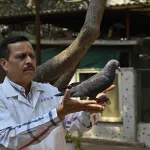 un-pigeon-innocente-apres-8-mois-de-prison-dans-ce-pays