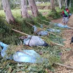 papouasie-nouvelle-guinee-plus-de-70-morts-dans-des-violences-tribales