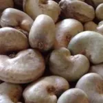 cote-d-ivoire-le-prix-bord-champ-du-kg-d-anacarde-connait-une-baisse-de-40-en-2024