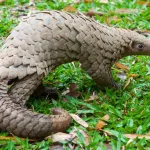 cameroun-faune-plus-de-1-926-pangolins-abattus-en-une-annee-selon-une-ong